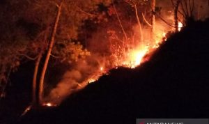 Sempat Padam, Hutan Gunung Cikuray Terbakar Lagi