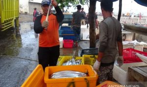 Nelayan Jayanti Cianjur Keluhkan Harga Ikan Merosot Tajam Nelayan Jayanti Cianjur Keluhkan Harga Ikan Merosot Tajam