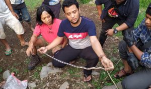 Panji Petualang Tangkap Ular Weling, Hery: Iya Mirip, Tapi Beda Warna