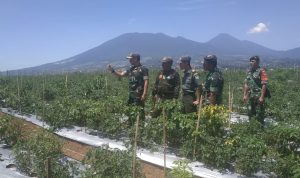 Dandim Cianjur Tinjau Kebun Hanpang