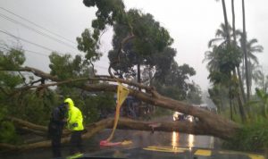 Pohon Tumbang di Jalur Cianjur-Puncak, Antrean Kendaraan 3 km