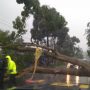 Pohon Tumbang di Jalur Cianjur-Puncak, Antrean Kendaraan 3 km