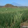 Waduk Setupatok Cirebon Mengering, Warga Buka Lahan Pertanian