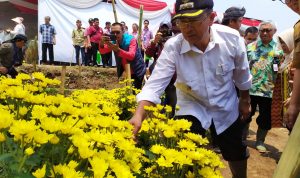 Uji Coba Sukses, Pemkab Cianjur  Bakal Kembangkan Budidaya Krisan