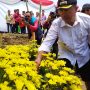 Uji Coba Sukses, Pemkab Cianjur  Bakal Kembangkan Budidaya Krisan