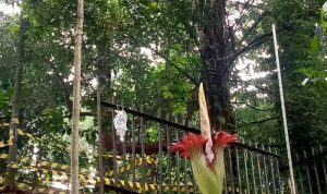 Bungkai Bangkai Amorphophallus Titanum Mekar Sempurna di Kebun Raya Bogor