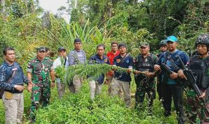 Satgas Yonif Raider 300/Bjw Bongkar Ladang Ganja di Papua