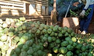 Jelang Ramadan, Petani Kolang Kaling di Pagelaran Cianjur Mulai Kebanjiran Order