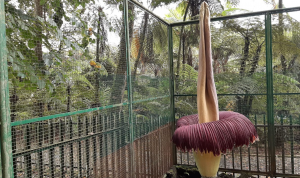 Bunga Bangkai di Cibodas Mekar Sempurna