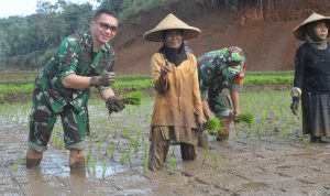 Dandim 0608 Cianjur Tanam Padi Perdana di Cintaasih Gekbrong