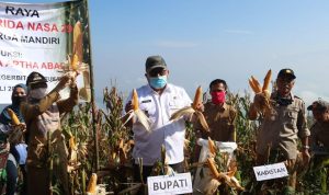 Panen Jagung di Ketinggian 1000 Mdpl, Bupati Sukabumi Bilang Begini