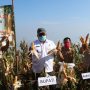 Panen Jagung di Ketinggian 1000 Mdpl, Bupati Sukabumi Bilang Begini