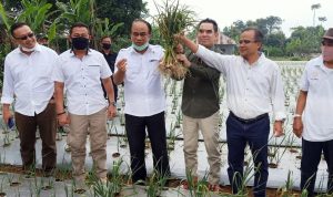 Wamen Desa ke Cugenang Cianjur, Kades Sebut Jokowi Bakal Panen Raya Bawang Putih di Cirumput