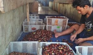 Jelang Idul Adha, Harga Jengkol di Pasar Tradisional Cianjur Kisaran Rp40 Ribu per Kilogram