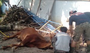 Perumdam Tirta Mukti Cianjur Kurban Sapi dan Puluhan Ekor Kambing