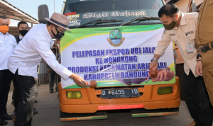 Ridwan Kamil Minta Ekspor Ubi Jalar Tidak Hanya ke Hongkong Ridwan Kamil Minta Ekspor Ubi Jalar Tidak Hanya ke Hongkong