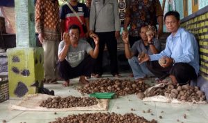 Dewan Cianjur Dorong Petani Mandiri dan Sejahtera di Desa Cigunungherang Cikalongkulon dengan Budidaya Porang