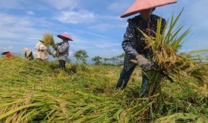 Akselerasi Pemulihan Ekonomi Melalui Sektor Pertanian