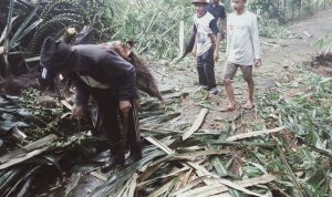 Akses Jalan ke Padamulya Pasirkuda Cianjur Sudah Bisa Dilalui, Pasca Dilanda Hujan Es dan Angin Kencang