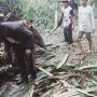 Akses Jalan ke Padamulya Pasirkuda Cianjur Sudah Bisa Dilalui, Pasca Dilanda Hujan Es dan Angin Kencang