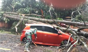 Sebuah Mobil Ringsek Tertimpa Pohon Tumbang di Ciloto Cianjur