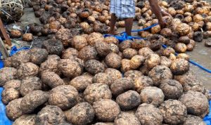 Panen Perdana Tanaman Porang, Petani di Cianjur Raup Untung Ratusan Juta Rupiah