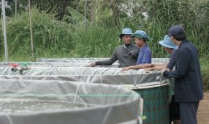 Rekayasa Lingkungan Melalui Teknik Pelatihan Budidaya Ikan