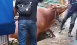 Sapi Kurban Ngamuk di Cianjur, Jatuh ke Sungai Sampai Rusak Halaman Rumah Warga