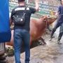 Sapi Kurban Ngamuk di Cianjur, Jatuh ke Sungai Sampai Rusak Halaman Rumah Warga