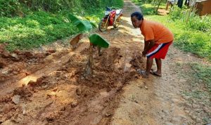 Kesal Tak Kunjung Diperbaiki, Warga Desa Gelaranyar Pagelaran Tanam Pohon Pisang di Jalan