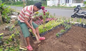 Imbas Pandemi Covid-19, Petani Bunga Hias di Sukaresmi Cianjur Sepi Pembeli