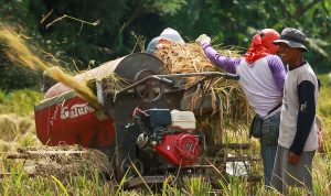 Kredit Pertanian BRI Tembus Rp117,54 Triliun, Jangkau Lebih dari 40 Ribu Nasabah