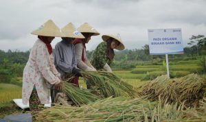 Selama Masa Pandemi, Rp161 Triliun Kredit Mikro BRI Tersalurkan ke Sektor Pertanian