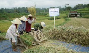 BRI Dukung Pengembangan Ekosistem Padi Untuk Perkuat Ketahanan Pangan Nasional