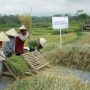 BRI Dukung Pengembangan Ekosistem Padi Untuk Perkuat Ketahanan Pangan Nasional