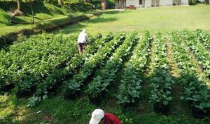 PT MPM Ajak Petani Kembangkan Tanaman Pangan