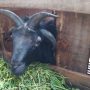 Warga di Cianjur Punya Domba Bertanduk Empat
