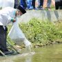 Uu Ruzhanul Tebar Seribu Benih Ikan di Sungai Surakatiga Kuningan