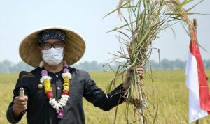 Jabar Tingkatkan Produktivitas Beras