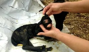 Wow, Anak Kambing Mirip Berwajah Manusia Ditemukan di Cianjur