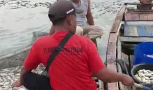 Ribuan Ikan Mas Mati Mendadak, Petani KJA Rugi Puluhan Juta Rupiah