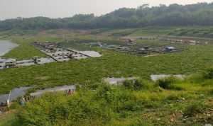 Eceng Gondok Jadi Musuh Tak Terelakkan Petani Ikan Keramba Jaring Apung