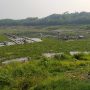 Eceng Gondok Jadi Musuh Tak Terelakkan Petani Ikan Keramba Jaring Apung