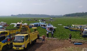 Petugas Gabungan Bersihkan Eceng Gondok di Waduk Cirata