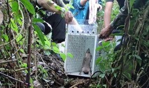 BKSDA Jabar dan BFN Lepas Trenggiling di Cagar Alam Gunung Tilu