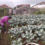 Kualitas Sayur Brokoli Buruk, Petani di Pacet Alami Kerugian