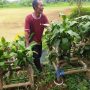 Warga Cipanas Klaim Miliki Kursi Unik dari Pohon Hidup Hanya Ada Satu-satunya