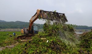 Alat Berat dan Puluhan Pekerja Diterjunkan Angkat Eceng Gondok