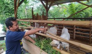 Pembibitan Domba di Cianjur Masih Terkendala Lahan