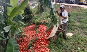 Harga Tomat Anjlok, Bupati Cianjur Minta Dinas Pertanian Segera Cari Solusi